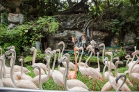 bird show4.jpg - SAFARI WORLD WITH TRANSFER | https://sabaigobangkok.com